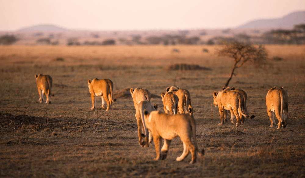 Serengeti