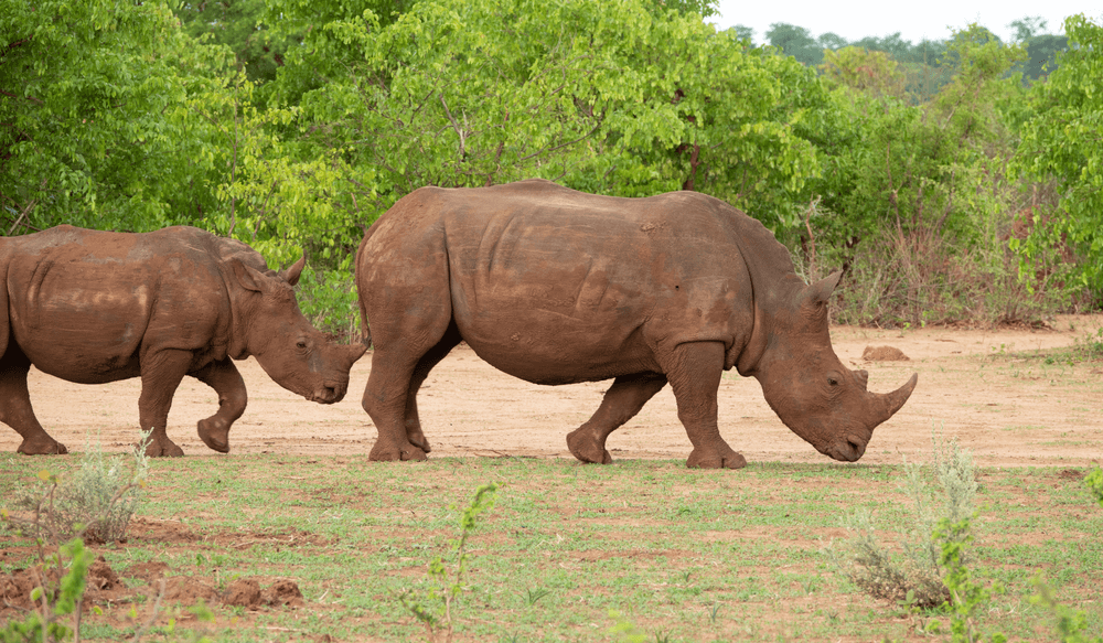 white rhinos
