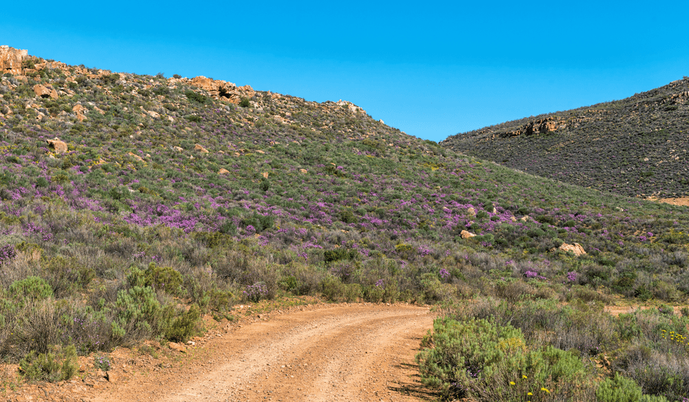 cederberg flowers