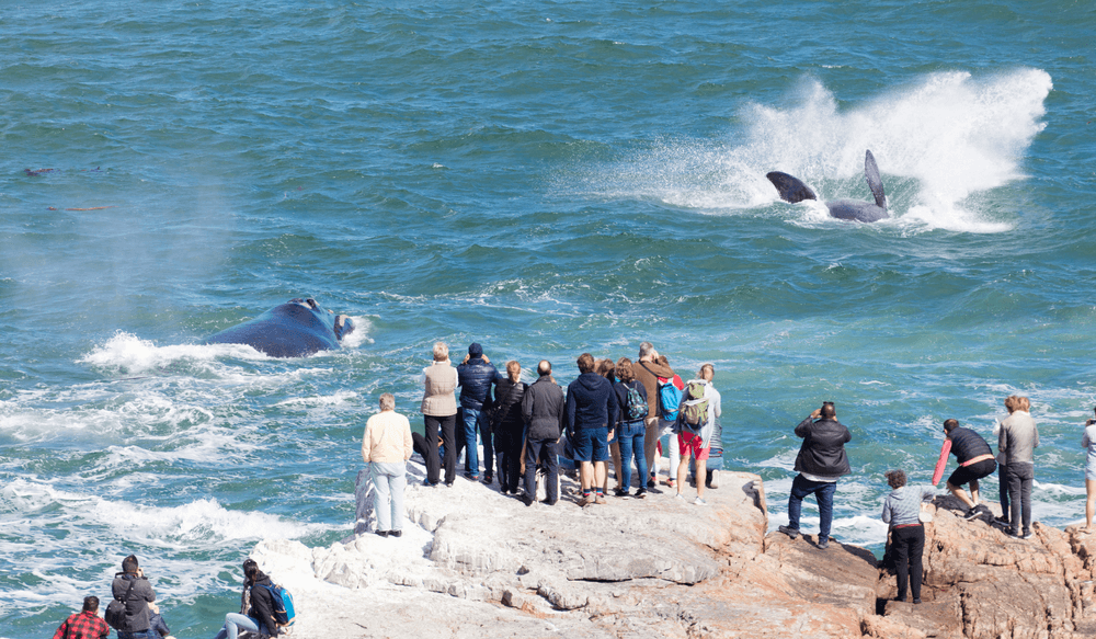 Hermanus