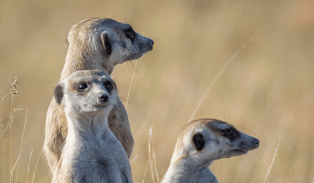 meerkats