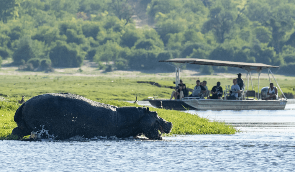 botswana hippo