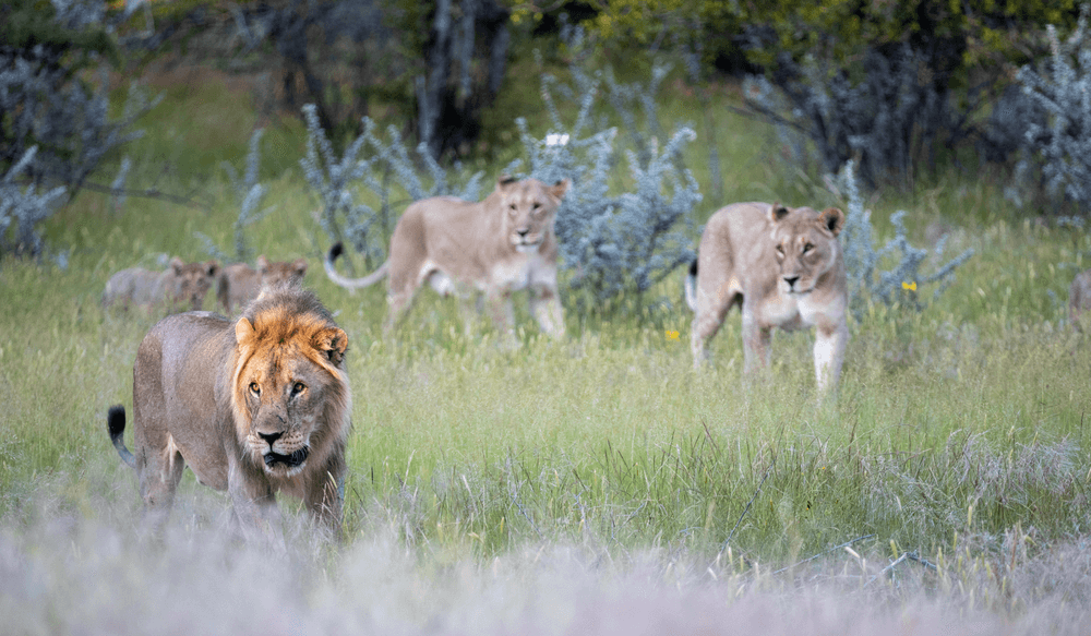 lions