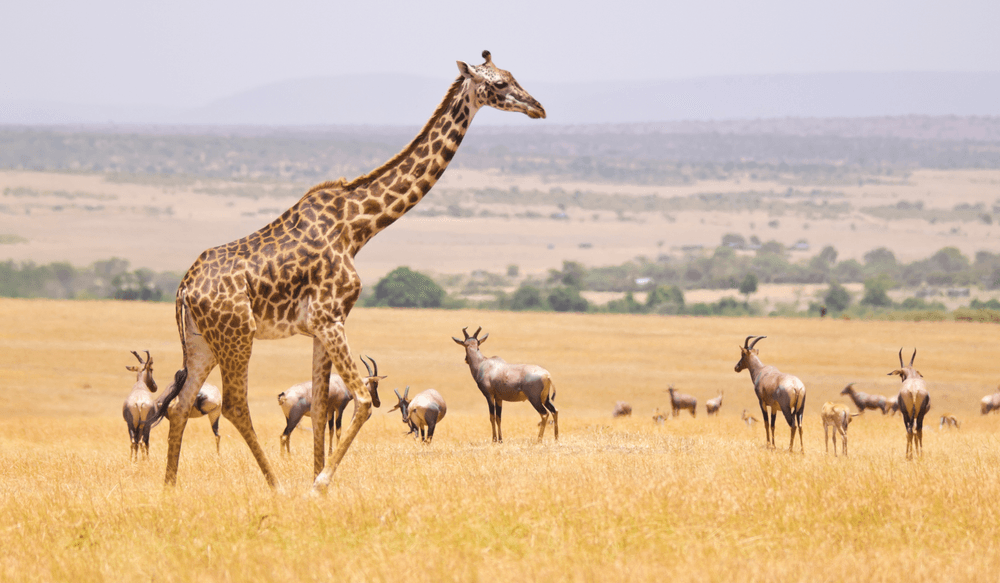 masai mara