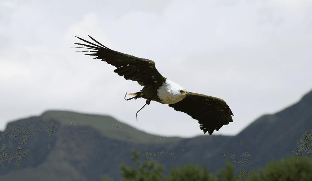 Drakensberg-eagle