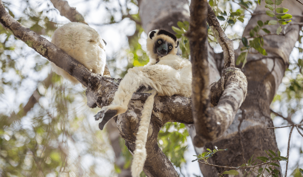 Sifaka-Lemur