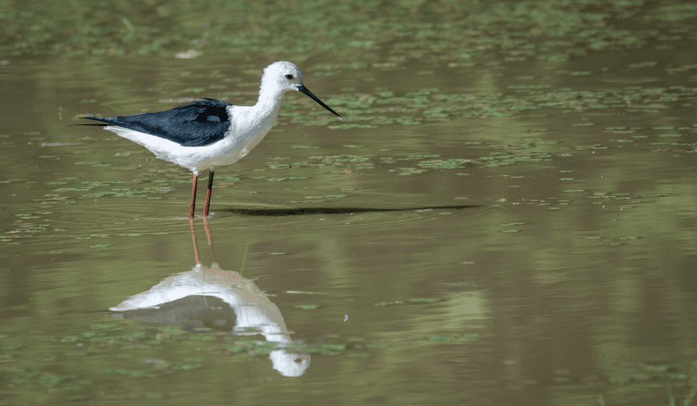 Wildvogel