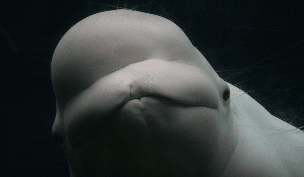 Whales in Africa