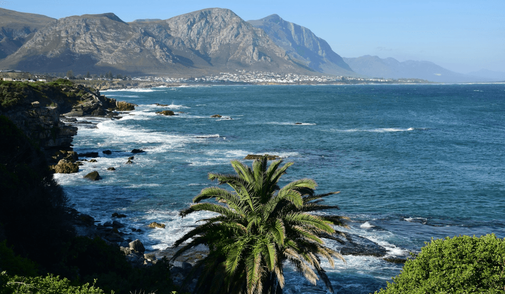 Whales in Africa (5)