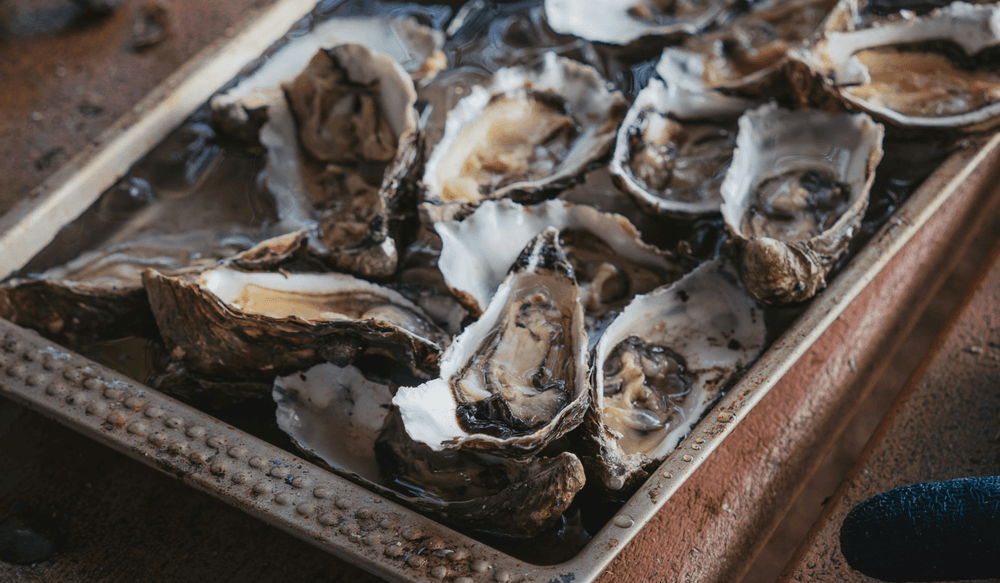 Oyster (5)