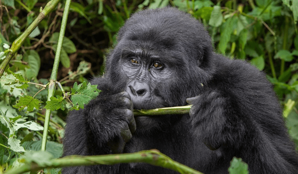 Uganda (8)