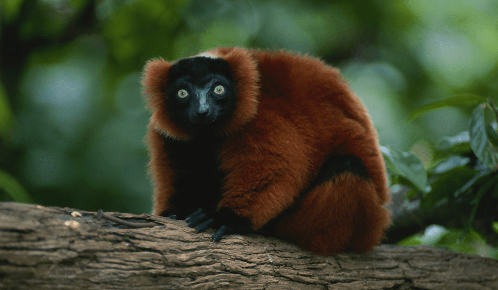 Madagascar (7)