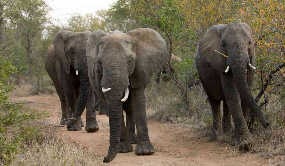 elefant-fakten