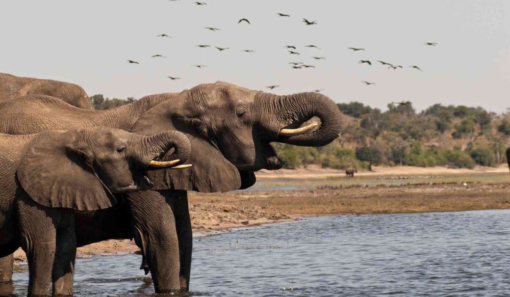 botswana