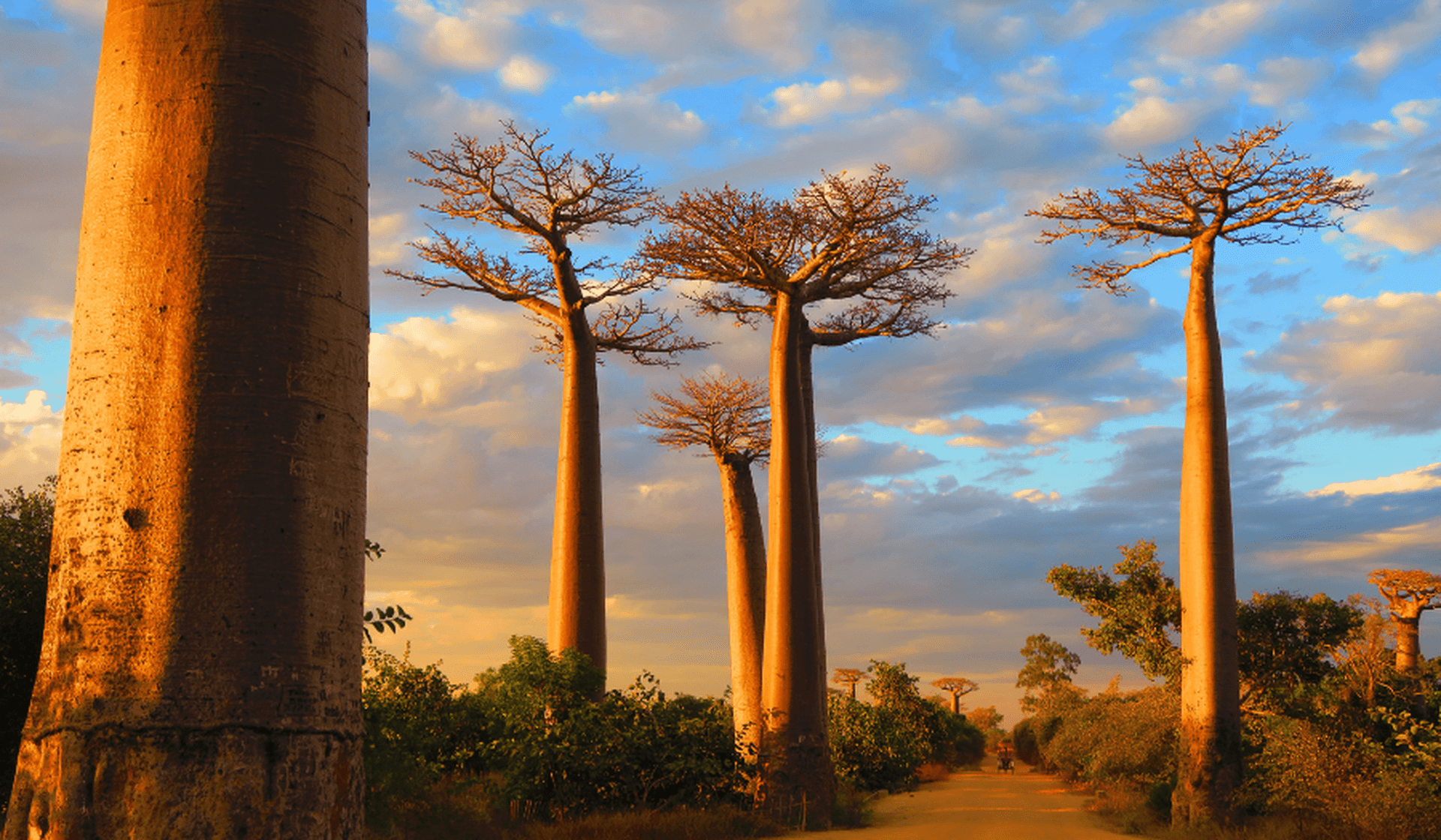 Abenteuer Madagaskar – die ultimative Rundreise durch das Land der Vielfalt