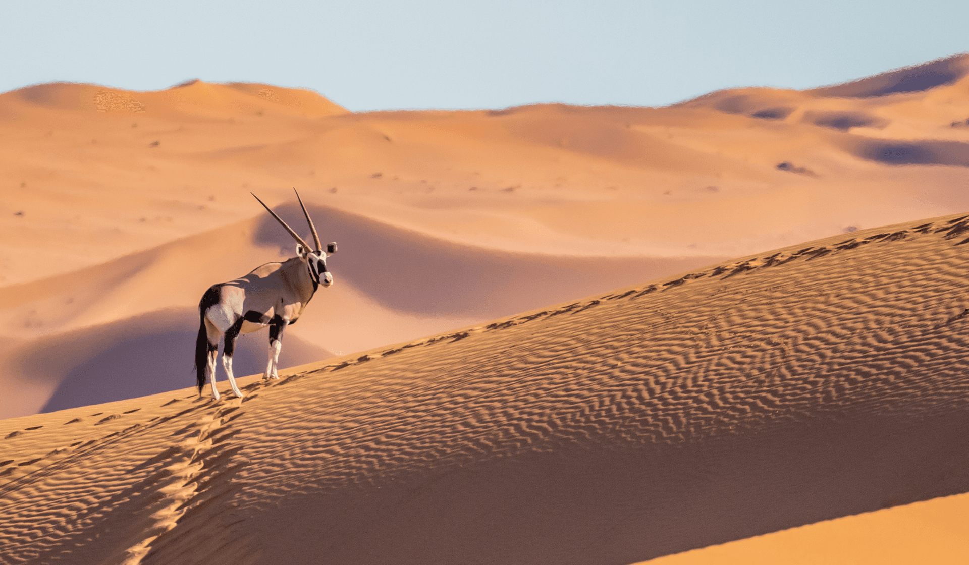 Warum in der Trockenzeit nach Namibia reisen?