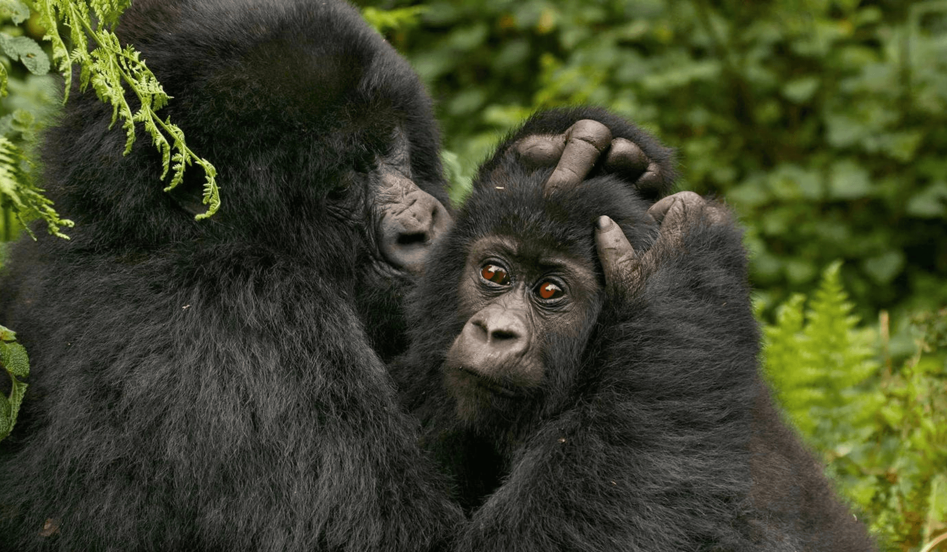 Gorillas und Schimpansen in Uganda