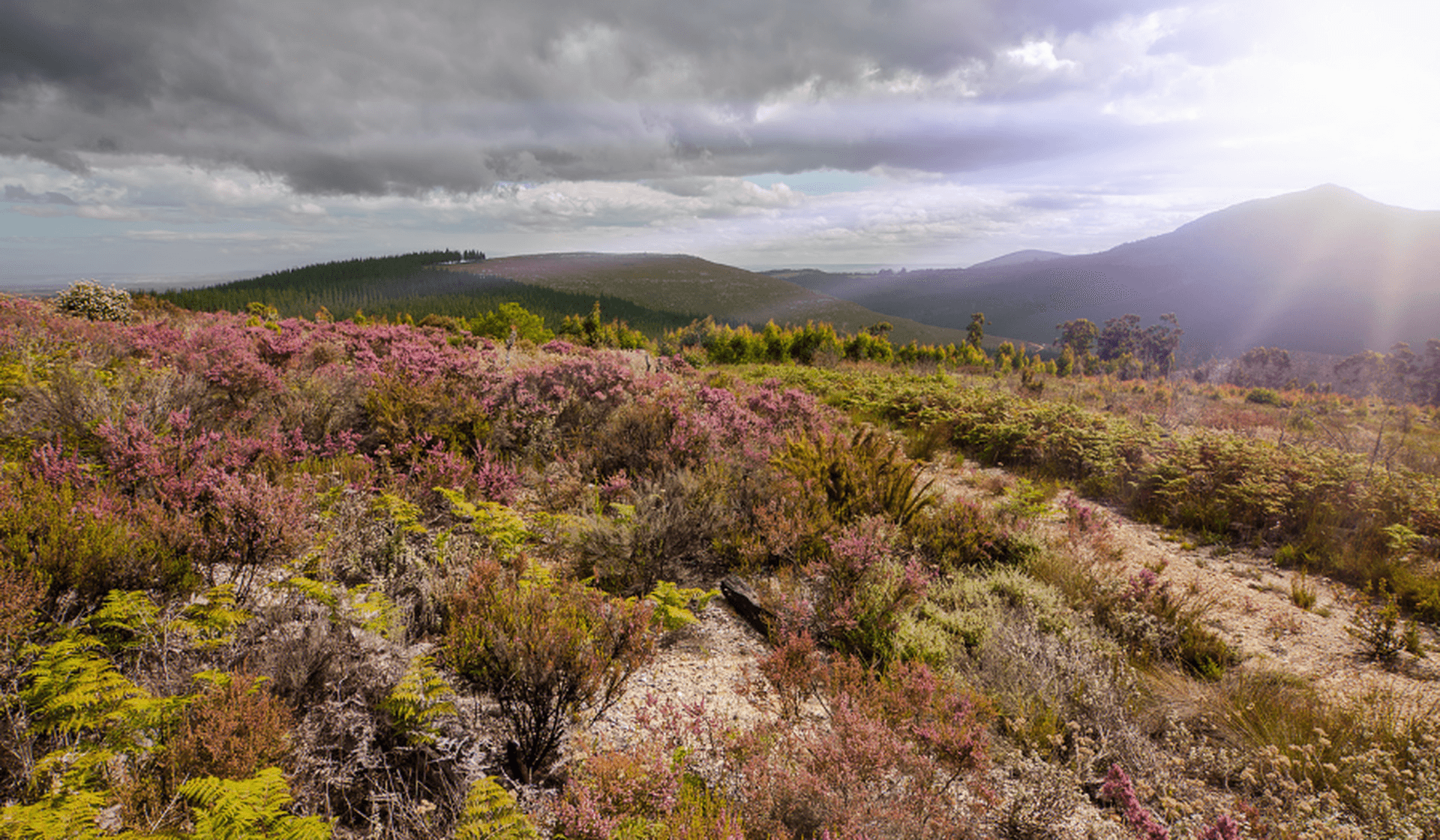 Fynbos: einzigartige Vegetation am Kap Südafrikas
