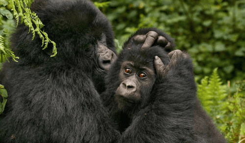 Gorillas und Schimpansen in Uganda