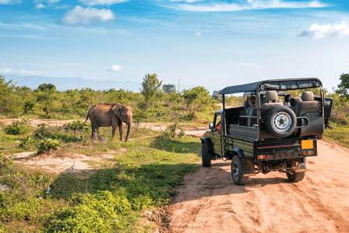 Kruger oder Botswana: Wohin für ein unvergessliches Safari-Erlebnis?