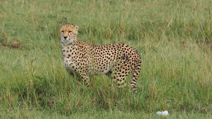 xken 85086 Kenya cheetah masai mara