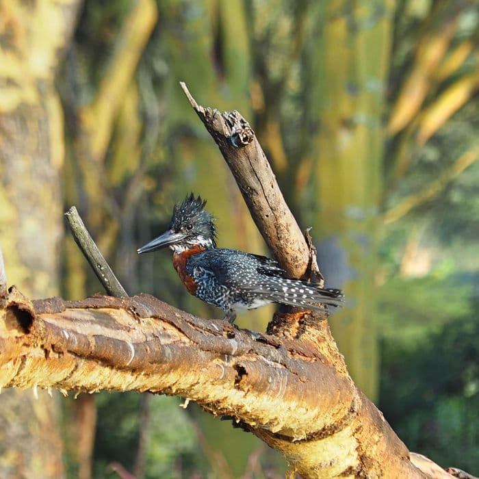 xken 85086 Kenya lake naivasha kingfisher
