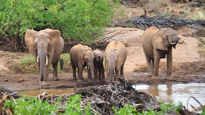 xken 85086 Kenya tsavo west