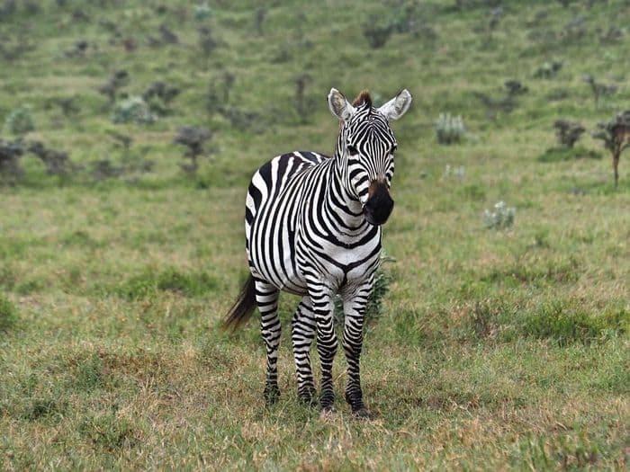 xken 85086 Kenya zebra hell's gate