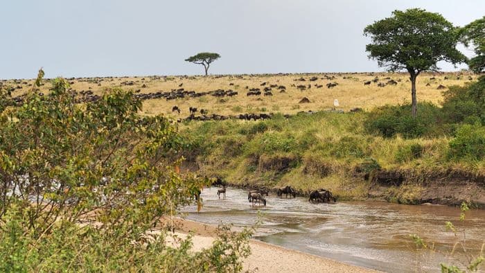 xken 85086 Kenya wildebeest masai mara