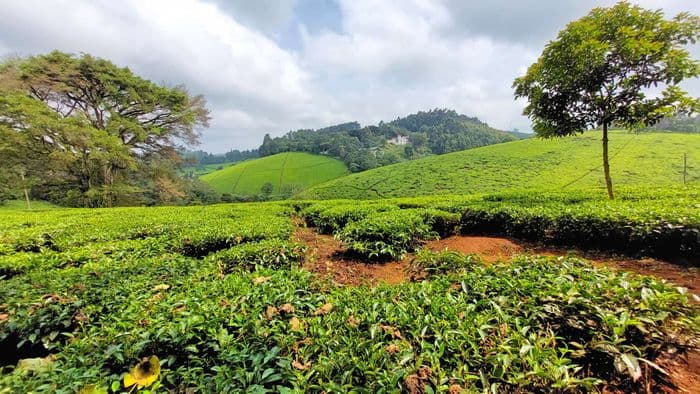 xken 85086 Kenya kiambethu tea farm limuru