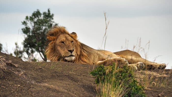 xken 85086 Kenya lion masai mara