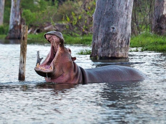xken 85086 Kenya lake naivasha hippo