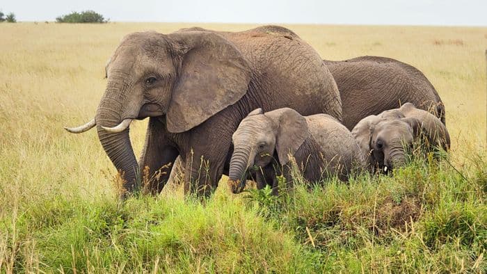 xken 85086 Kenya elephants masai mara