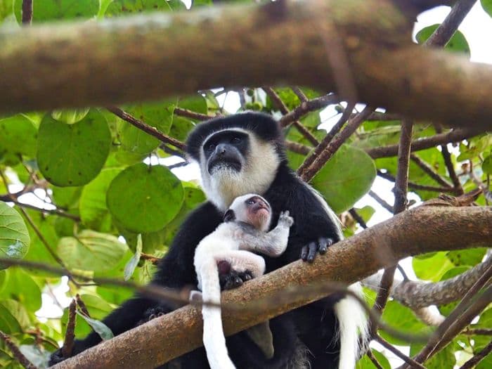 xken 85086 Kenya colobus monkey kiambethu tea farm limuru