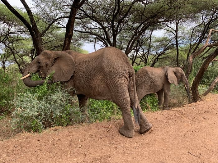 Lake Manyara Tanzanie