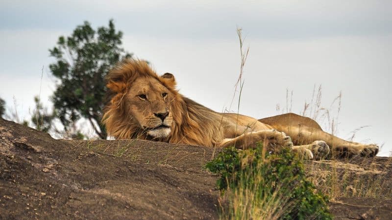 xken 85086 Kenya lion masai mara