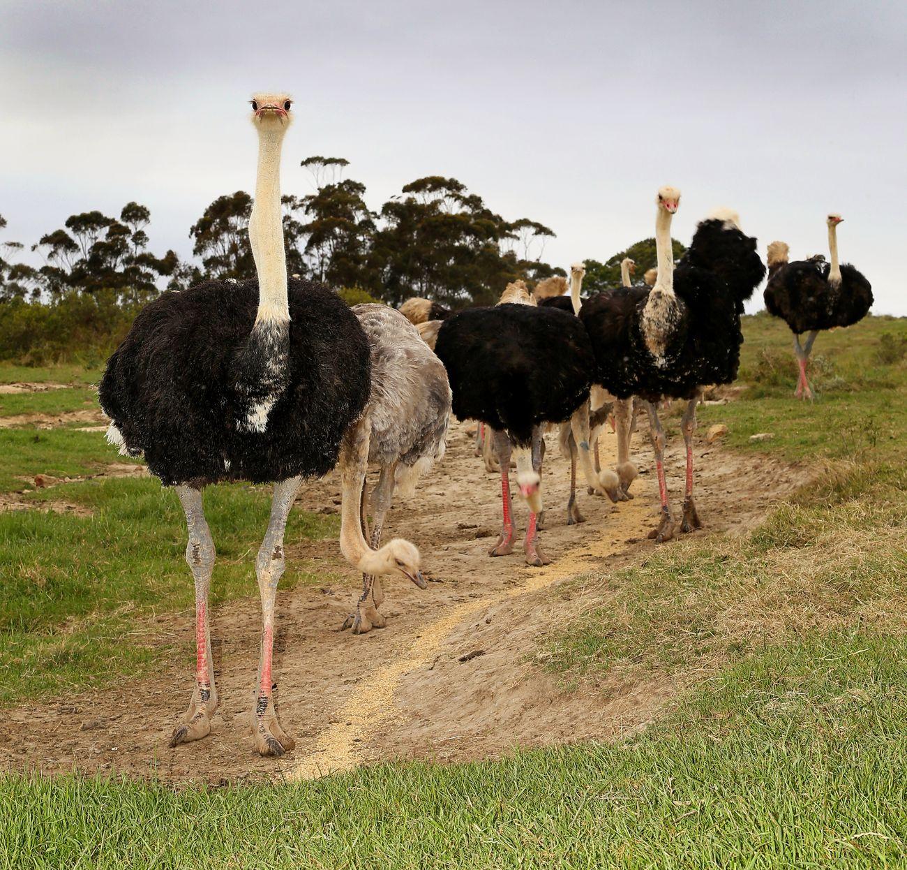 Ostrich, Farm Tour Skeiding