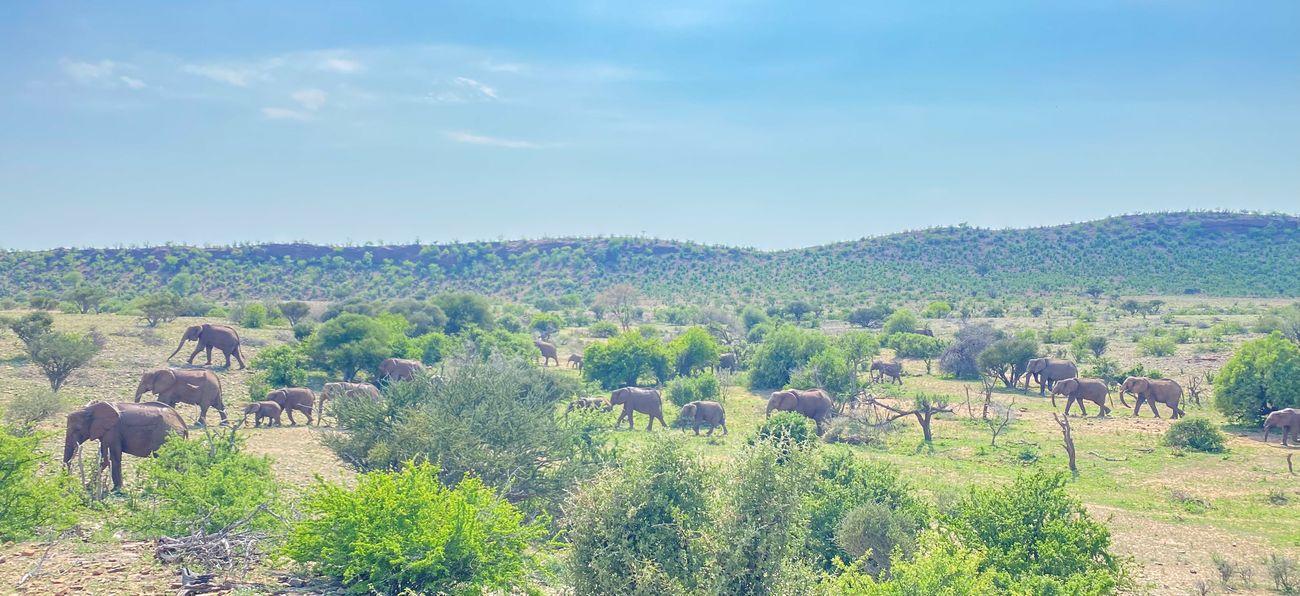 General Botswana General Wildlife Elephants Tuli Block