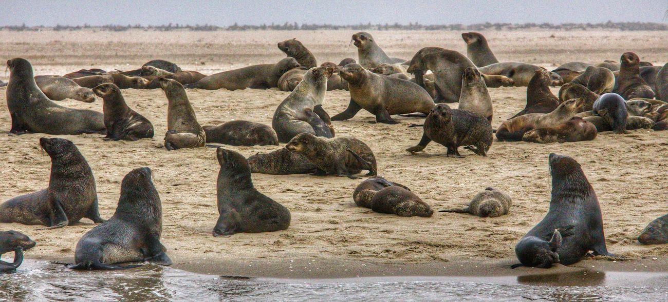 Seals Namibia