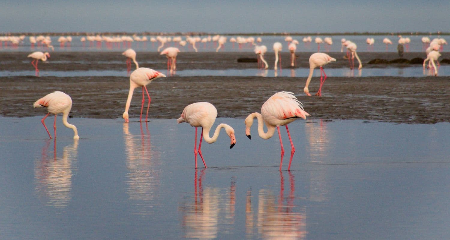 Flamingo Walvis Bay