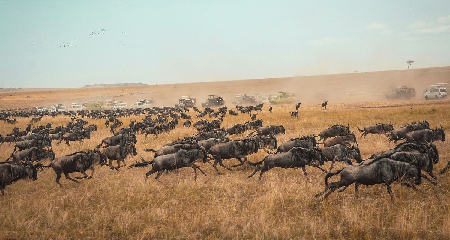 kenya masai mara wildebeest