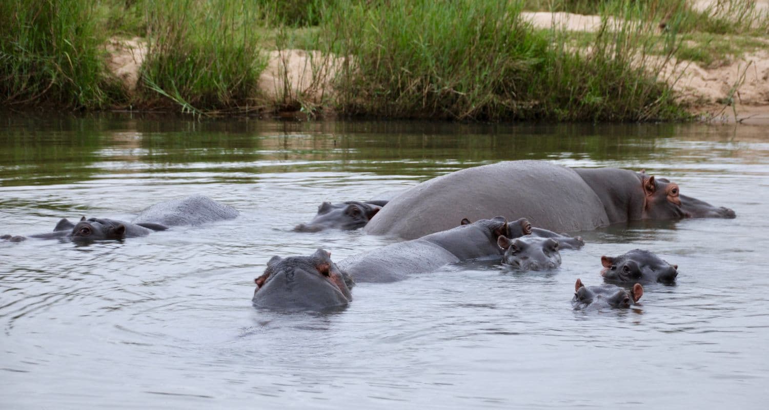 Hippo Kruger South Africa
