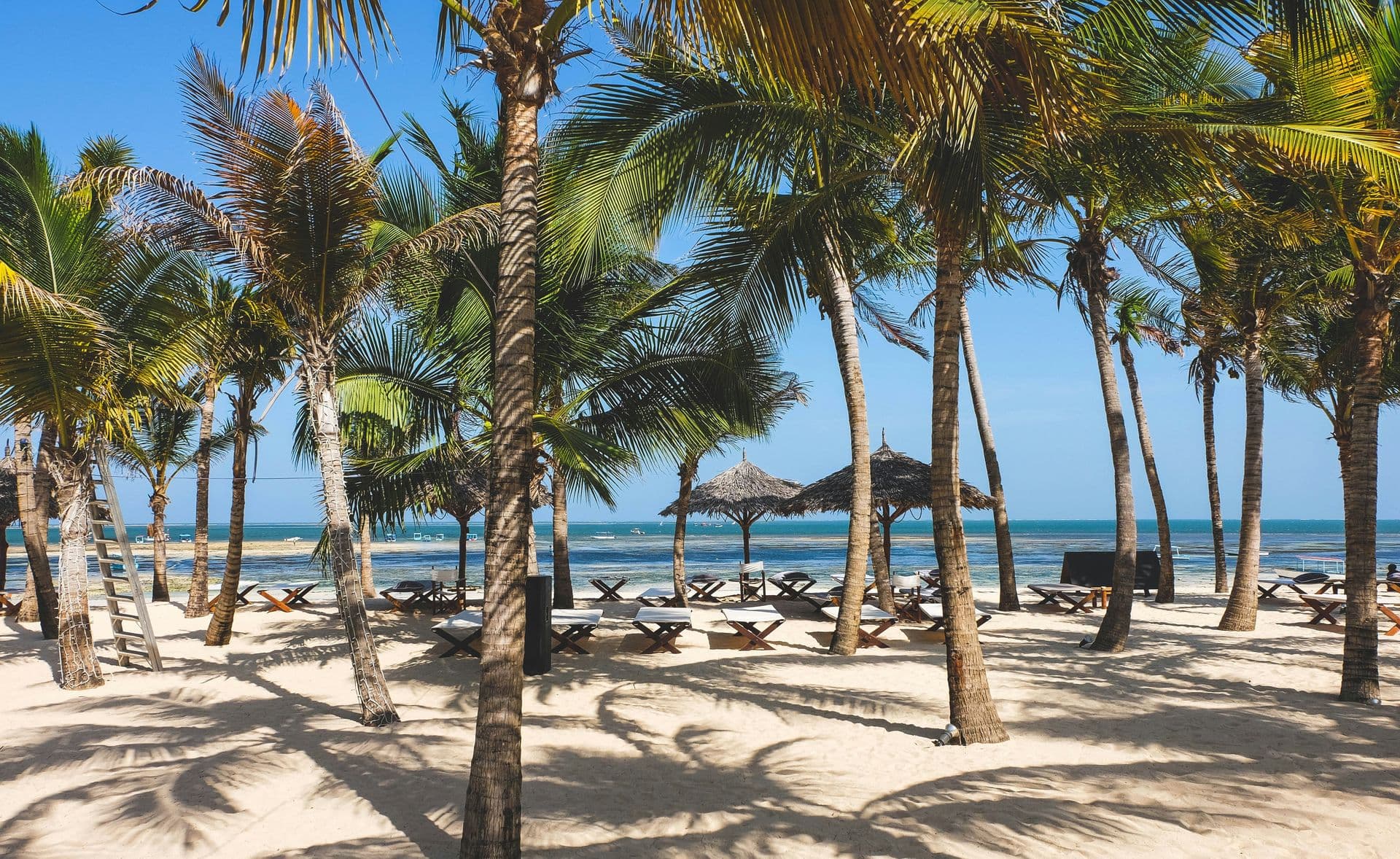 malindi watamu kenya beach palms