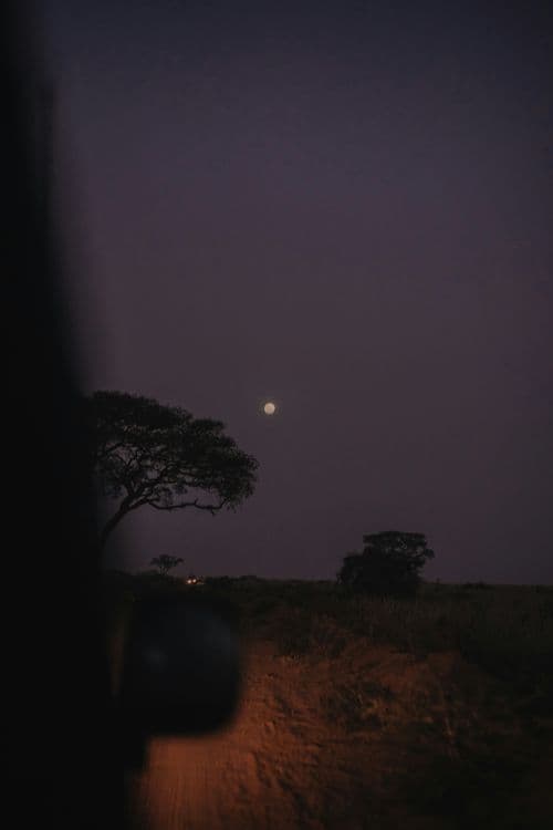 safari by night