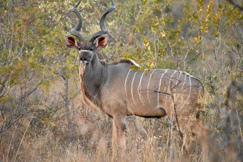 African Kudu