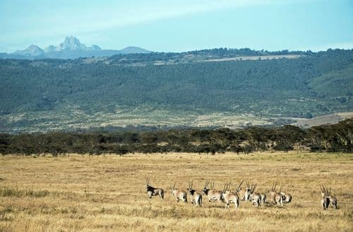 mount kenya oryx