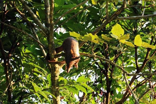 Bwindi National Park