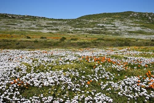 West Coast National Park South Africa