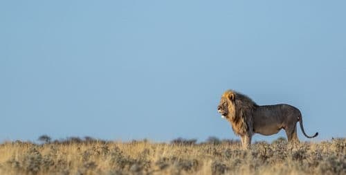 Etosha National Park Namibia