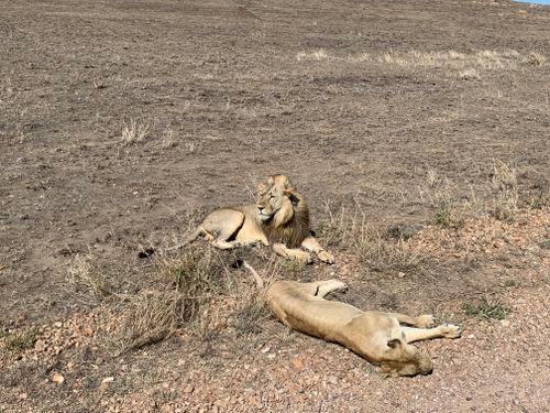 Lions in serengeti